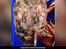 "Stuff Of Nightmares": Internet Baffled As Man Posts Picture Of Deep-Sea Fish "Stuff Of Nightmares": Internet Baffled As Man Posts Picture Of Deep-Sea Fish