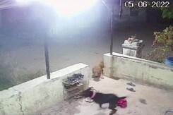 On Camera, Leopard Sneaks Up On Pet Dog In Maharashtra On Camera, Leopard Sneaks Up On Pet Dog In Maharashtra