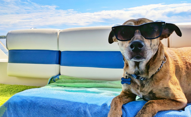 International Dog Day 2022: History And Significance Of The Day