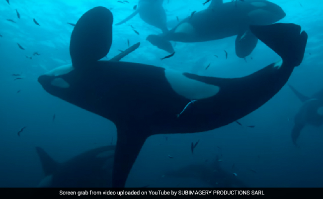 "Kiska," The Loneliest Orca Of World, Is Facing Severe Torture Conditions In Captivity: Report