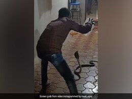फन फैलाए घर में बैठा था किंग कोबरा, जैसे ही पकड़ने चला शख्स, ज़ोर से लगा लहराने और फिर हुआ कुछ ऐसा फन फैलाए घर में बैठा था किंग कोबरा, जैसे ही पकड़ने चला शख्स, ज़ोर से लगा लहराने और फिर हुआ कुछ ऐसा