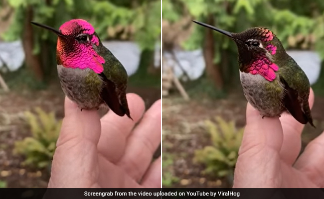 Watch: Hummingbird Changing Colour With Every Turn Leaves Internet Mesmerised