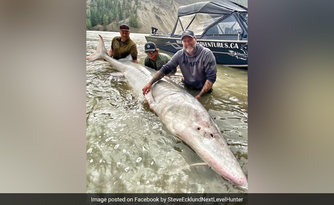 100-Year-Old Giant Sturgeon Caught In Canada, Thrown Back In River