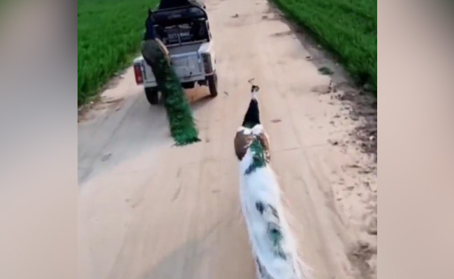 मोर ने अनोखे अंदाज में ऑटो वाले से मांगी लिफ्ट, पहले से सवार थी जानी पहचानी सवारी