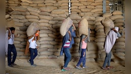 Bumper Wheat Harvest In Madhya Pradesh, Centre Ratchets Up Procurement