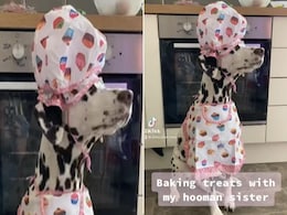 Video: एप्रिन पहन खुद के लिए डॉगी ने बेक की कुकीज, शेफ लुक में देख फिदा हुए लोग Video: एप्रिन पहन खुद के लिए डॉगी ने बेक की कुकीज, शेफ लुक में देख फिदा हुए लोग