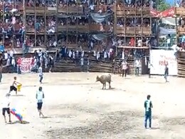 कोलंबिया बुल फाइट हादसे का वीडियो दे रहा है बड़ा सबक, अपने मनोरंजन के लिए जुल्म ना करें कोलंबिया बुल फाइट हादसे का वीडियो दे रहा है बड़ा सबक, अपने मनोरंजन के लिए जुल्म ना करें