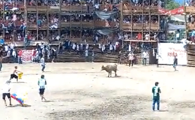 कोलंबिया बुल फाइट हादसे का वीडियो दे रहा है बड़ा सबक, अपने मनोरंजन के लिए जुल्म ना करें