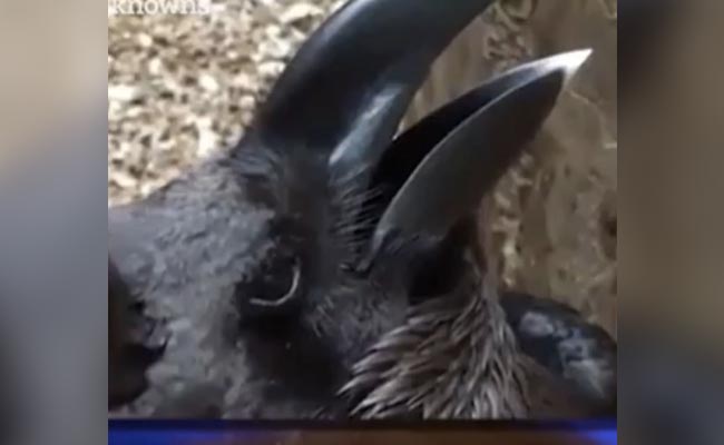 अगर आपका High है जोश तो 30 सेकंड में बताइए, इस तस्वीर में कौआ है या ख़रगोश?