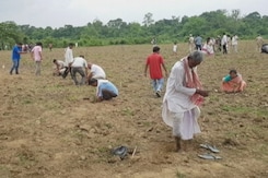 Assam Village Plants 1 Lakh Saplings On World Environment Day Assam Village Plants 1 Lakh Saplings On World Environment Day