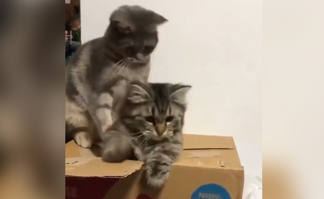 वीडियो में देखिए दबंग बिल्ली की करामात, अपने साथी को ऐसे दबाती है नीचे