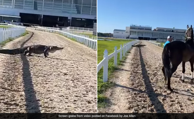 Viral Video: Alligator Appears On Racetrack In US, Horse Petrified