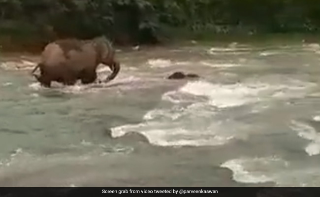 Viral Video: Mother Elephant Saves Calf From Drowning In The River