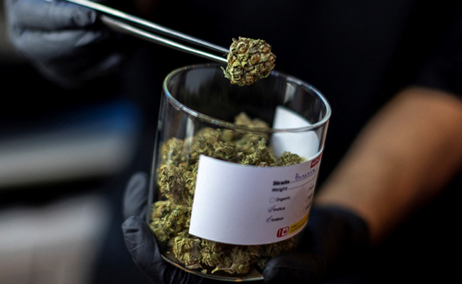 These Are The Countries Where Cannabis Is Legal