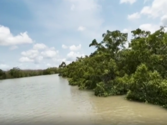 सुंदरबन में कैसे खत्म हो रहे हैं मैंग्रोव और कैसे इन्हें बचाया जा सकता है
