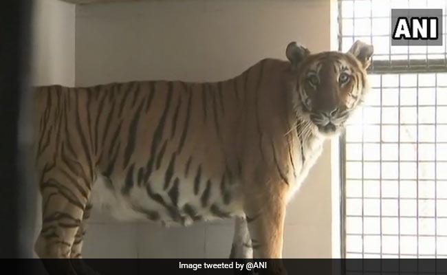 Missing Tiger At Madhya Pradesh National Park Found After 6 Hours