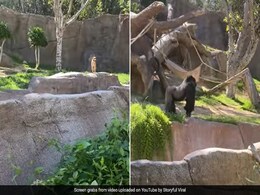 Watch: Gorilla Chases Wandering Stray Dog That Entered Enclosure At US Zoo Watch: Gorilla Chases Wandering Stray Dog That Entered Enclosure At US Zoo