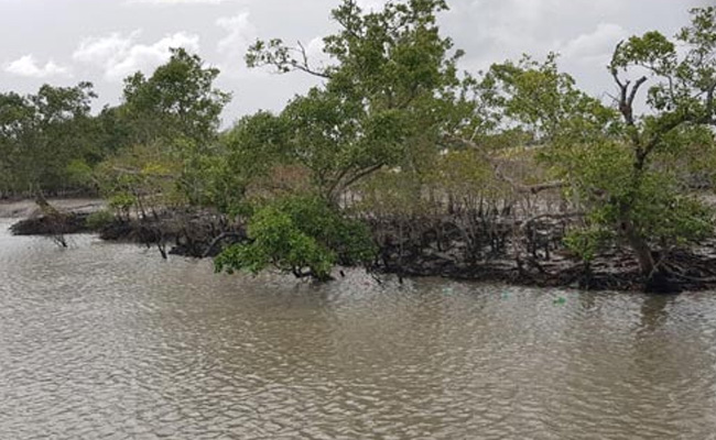 Mamata Banerjee Names Sundarbans As New District In Bengal. Details Here