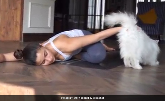 International Yoga Day 2022: Alia Bhatt's "Yoga Partner" Has Four Legs And A Tail