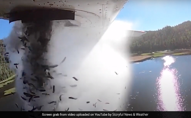 Incredible Video Shows Fish Being Dropped Into Lake During Restocking