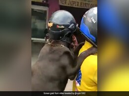हेलमेट पहन कर बाइक की सवारी का आनंद ले रहा है ये डॉग, लोग कह रहे हैं- बहुत ही कूल है हेलमेट पहन कर बाइक की सवारी का आनंद ले रहा है ये डॉग, लोग कह रहे हैं- बहुत ही कूल है