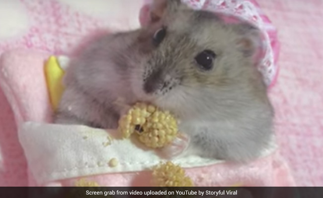 Viral Video: Little Hamster Enjoys Breakfast In Cozy Pink Blanket