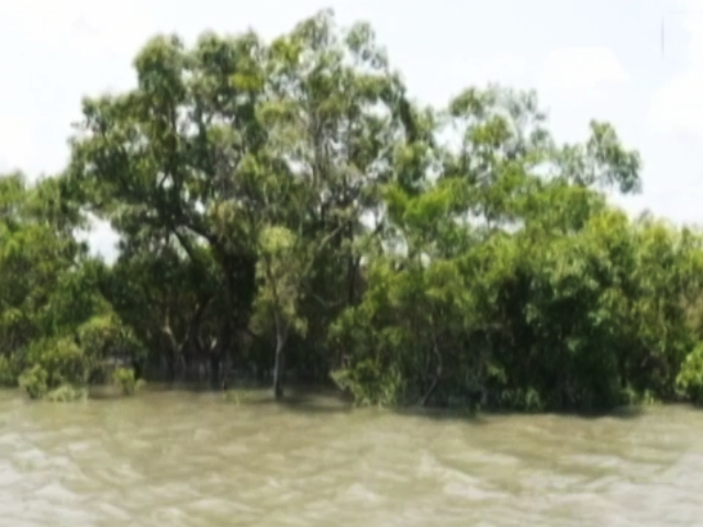 A Decline In Mangroves In Sundarbans And The Quest To Save Them