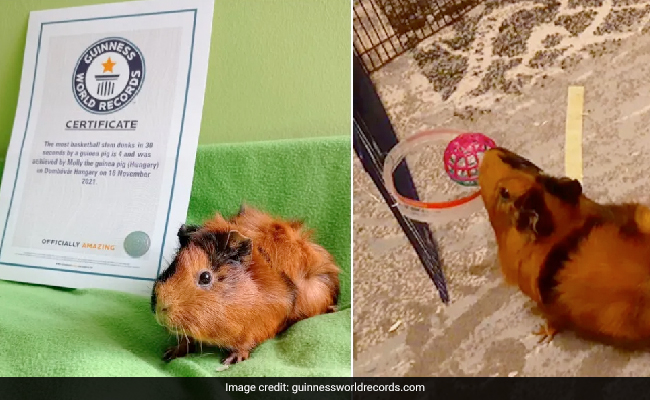 Most Slam Dunks In 30 Seconds: Guinea Pig Makes World Record