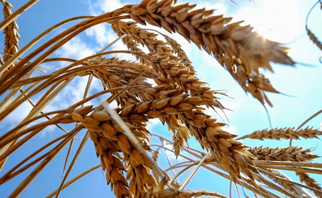 Russia's Ukraine Grain Blockade Could Starve Thousands, EU Warns