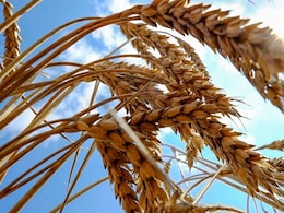 US Aid Cuts Leave Food For Millions Mouldering In Storage US Aid Cuts Leave Food For Millions Mouldering In Storage