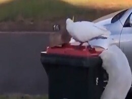 कभी देखा है पक्षी का ऐसा शातिर दिमाग, बिना किसी की मदद के खोल ली डस्टबिन कभी देखा है पक्षी का ऐसा शातिर दिमाग, बिना किसी की मदद के खोल ली डस्टबिन