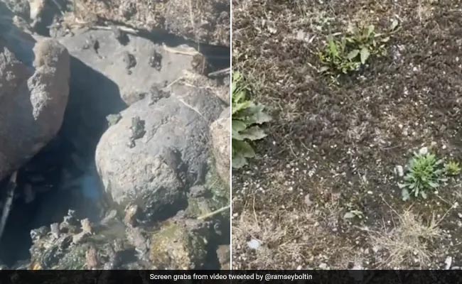 इस शख़्स ने अपने गार्डन में 14 लाख मेंढ़कों की बनाई फौज, वीडियो देख चौंक गई इंटरनेट की दुनिया