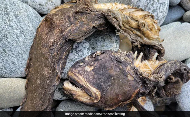 अमेरिका में समंदर किनारे मिला सुई जैसे दांतों वाला डरावना जीव, तस्वीरें हो रही VIRAL