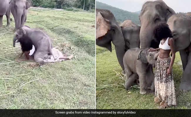 Watch: The Moment Playful Baby Elephant Almost Flattens Model