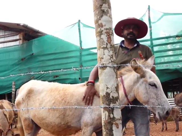 Karnataka Man Quits Job To Open "Donkey Milk Farm"