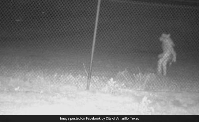 Bizarre Picture Of "Creature" Lurking Outside Texas Zoo Goes Viral
