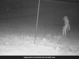 चिड़ियाघर के बाहर छिपा दिखा 'अजीबोगरीब प्राणी', नुकीले कान वाले दो पैरों पर खड़े इस जीव को देख डर गए लोग चिड़ियाघर के बाहर छिपा दिखा 'अजीबोगरीब प्राणी', नुकीले कान वाले दो पैरों पर खड़े इस जीव को देख डर गए लोग