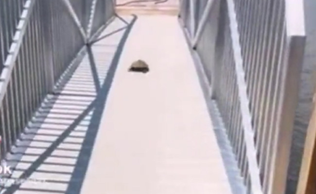 ये कछुआ तो खरगोश से भी तेज दौड़ता है, अगर इससे रेस होगा तो यही कछुआ जीतेगा