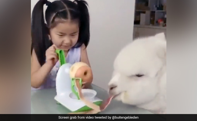 "Fruit-By-The-foot": Alpaca Eats Apple Peelings Quietly In Viral Video