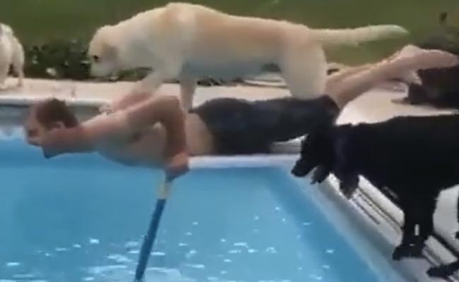 मालिक की हेल्प करने गए डॉगी ने की ऐसी हरकत, VIDEO देख हंसी से पागल हो रहे लोग