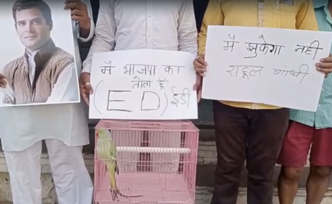 VIDEO: इंदौर में कांग्रेस का अनोखे ढंग से किया प्रदर्शन, ईडी को दिखाया बीजेपी का 'तोता'