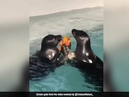 Viral Video: Seal Gives Flowers To His Girlfriend, Her Reaction Leaves Internet In Awe Viral Video: Seal Gives Flowers To His Girlfriend, Her Reaction Leaves Internet In Awe