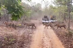 देखें:  एक कतार में सड़क पार करता दिखा बाघों का झुंड देखें:  एक कतार में सड़क पार करता दिखा बाघों का झुंड
