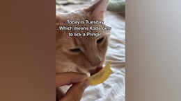 Watch: Adorable Cat Gets To Lick A Potato Chip Once A Week; Here's What He Does Next