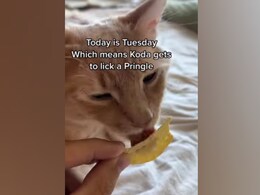 Watch: Adorable Cat Gets To Lick A Potato Chip Once A Week; Here's What He Does Next Watch: Adorable Cat Gets To Lick A Potato Chip Once A Week; Here's What He Does Next