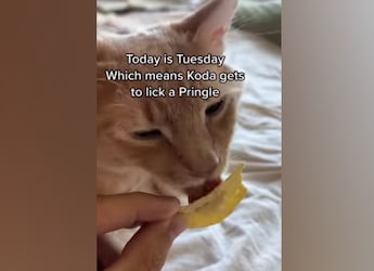 Watch: Adorable Cat Gets To Lick A Potato Chip Once A Week; Here's What He Does Next Watch: Adorable Cat Gets To Lick A Potato Chip Once A Week; Here's What He Does Next