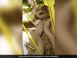 इंडियन कोबरा ने निगला रसेल वाइपर स्नेक, VIDEO देख खड़े हो जाएंगे रोंगटे इंडियन कोबरा ने निगला रसेल वाइपर स्नेक, VIDEO देख खड़े हो जाएंगे रोंगटे