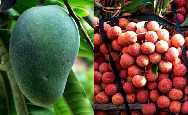 अरब में घुलेगी बिहार के लंगड़ा आम और शाही लीची की मिठास, इन देशों में भी भेजने की है तैयारी