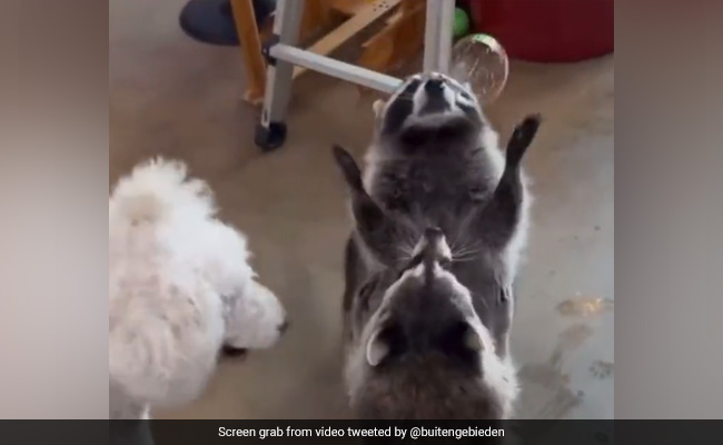 Racoons Play With Soap Bubbles, Internet Finds Video "Too Cute For Words"