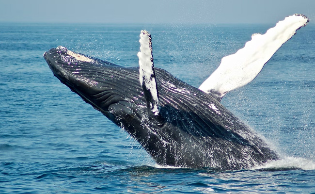 Scientists Talk To A Humpback Whale, Claim It Could Help Humans Chat With Aliens Someday